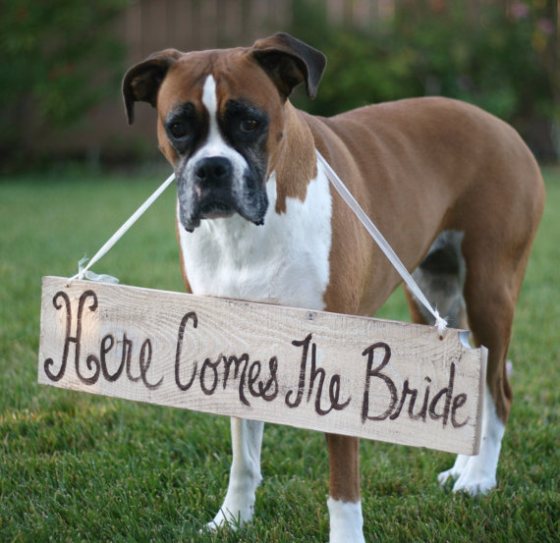 dog-in-wedding