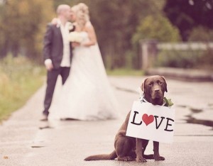 pet-in-wedding-4